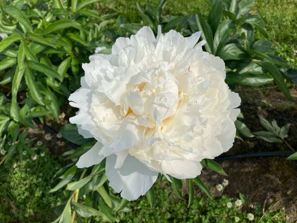 Tazón de crema