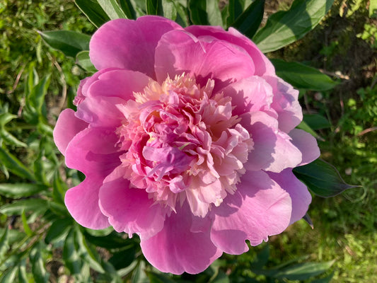 Monseñor Jules Elie