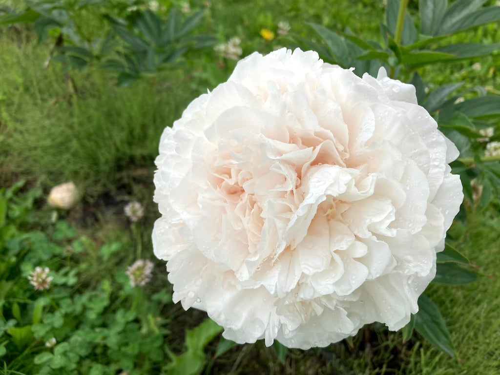 La elección de la madre