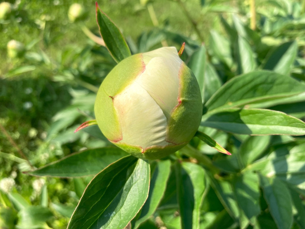 La elección de la madre