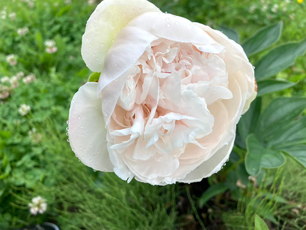 La elección de la madre