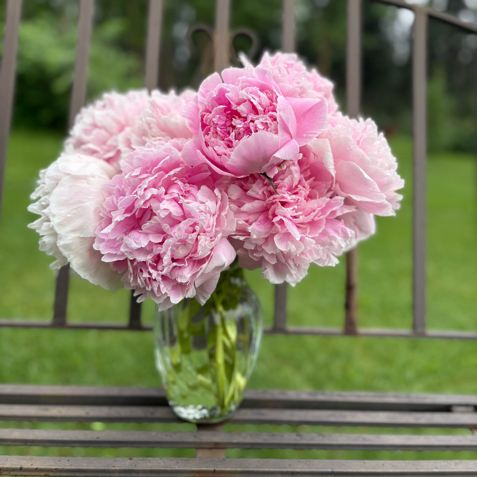Multiple Pink peonies on a bench from the side
