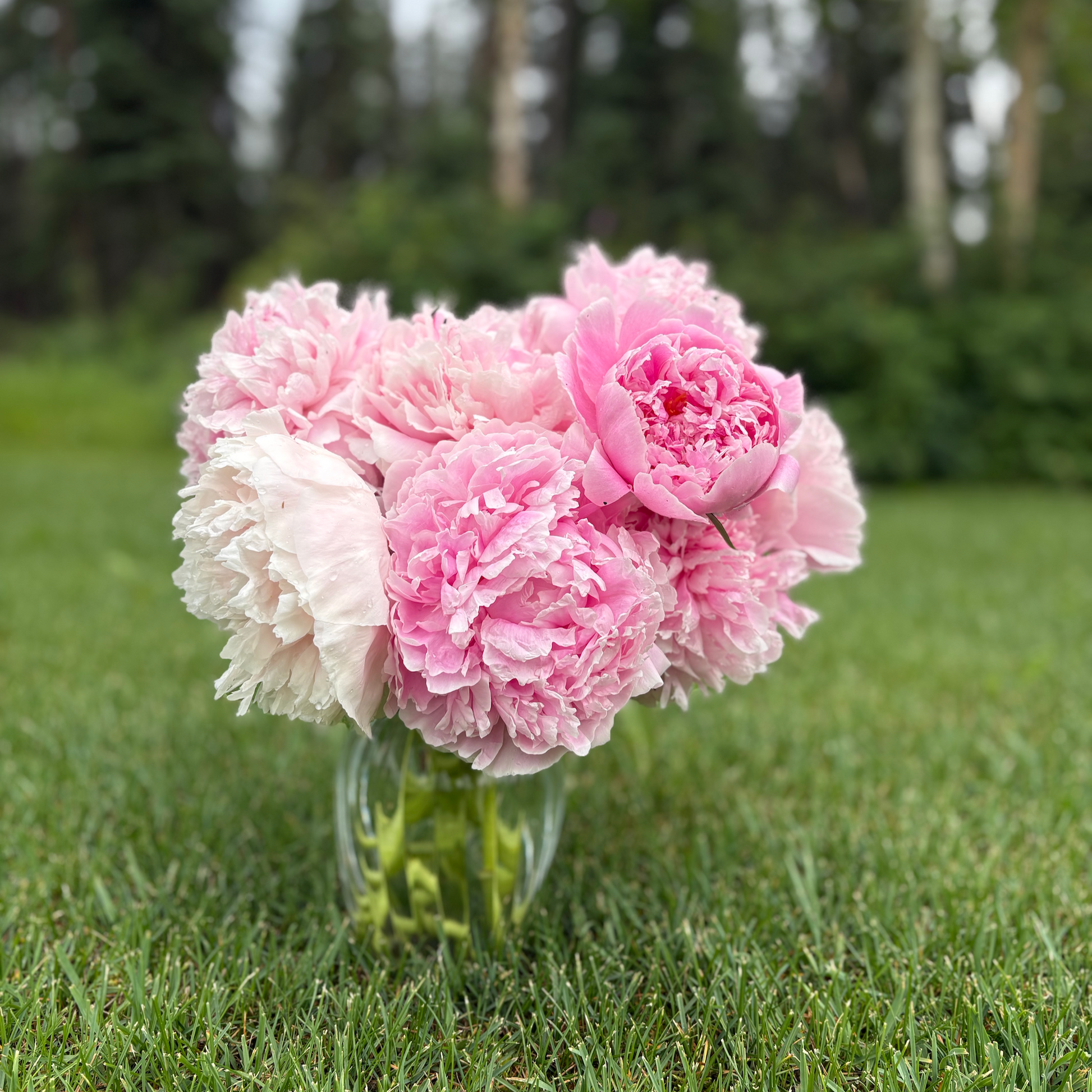 Multiple pink peonies