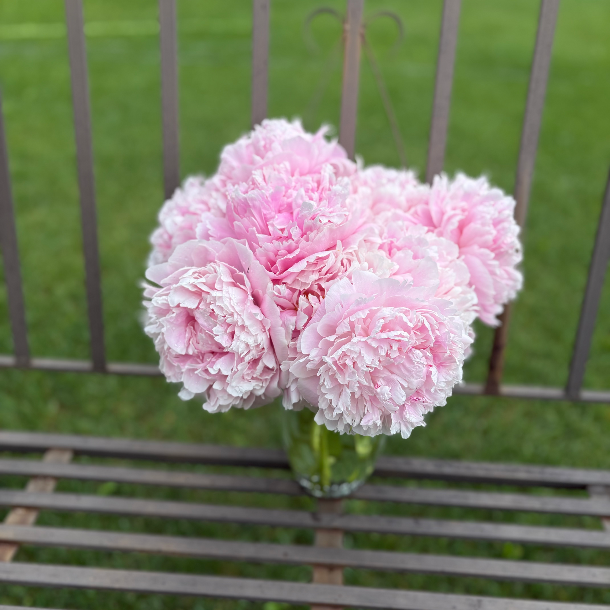 pink peonies in a vase on top of a bench in the yard