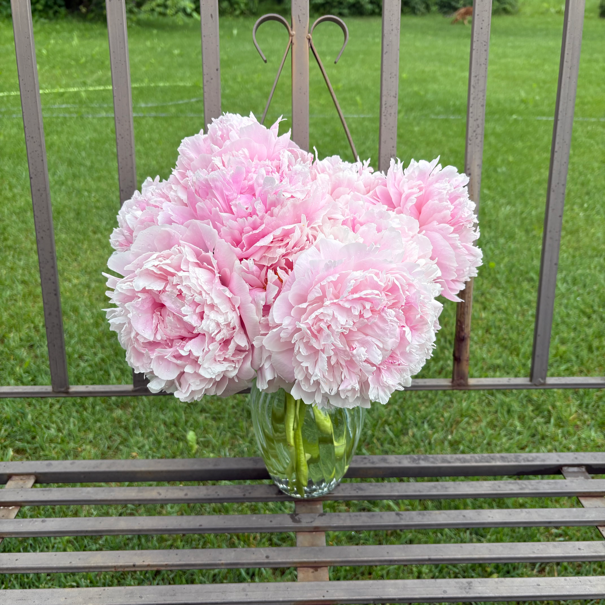 pink peonies in vase on bench