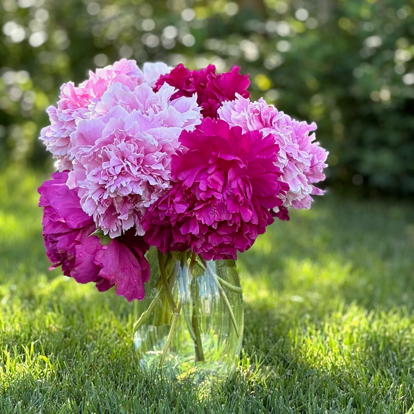 two difference shades of pink peonies in a vase on the lawn up close