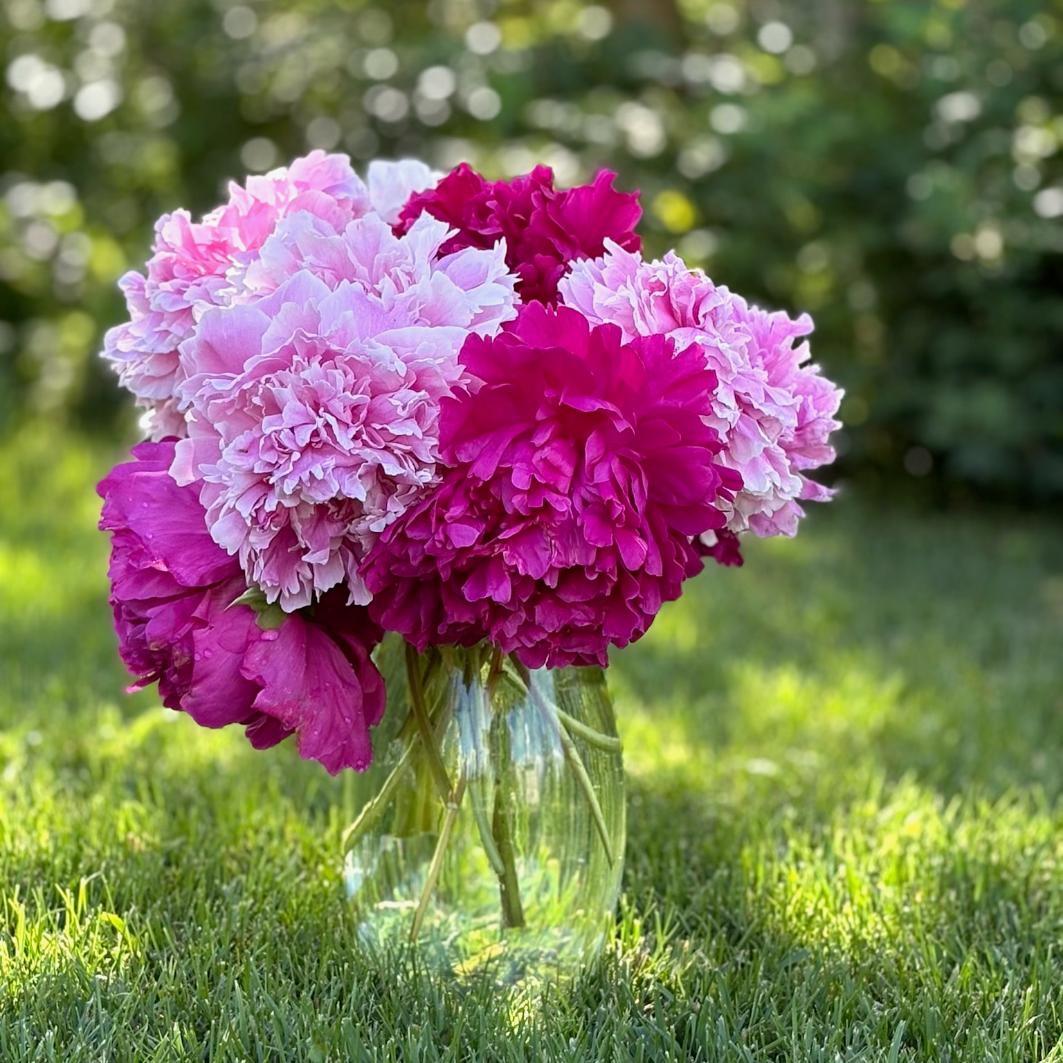 two difference shades of pink peonies in a vase on the lawn up close