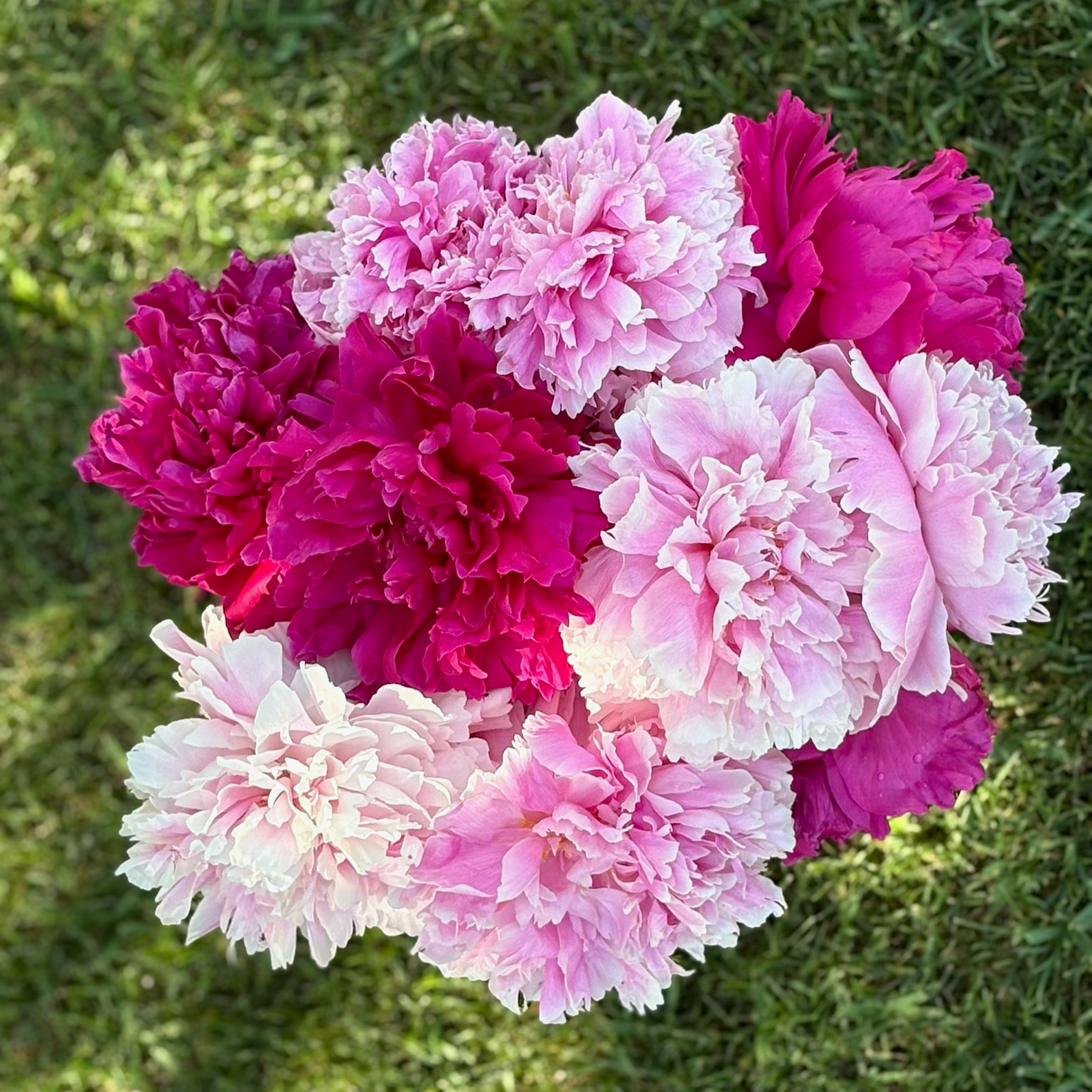 two difference shades of pink peonies in a vase on the lawn looking from the top down up close