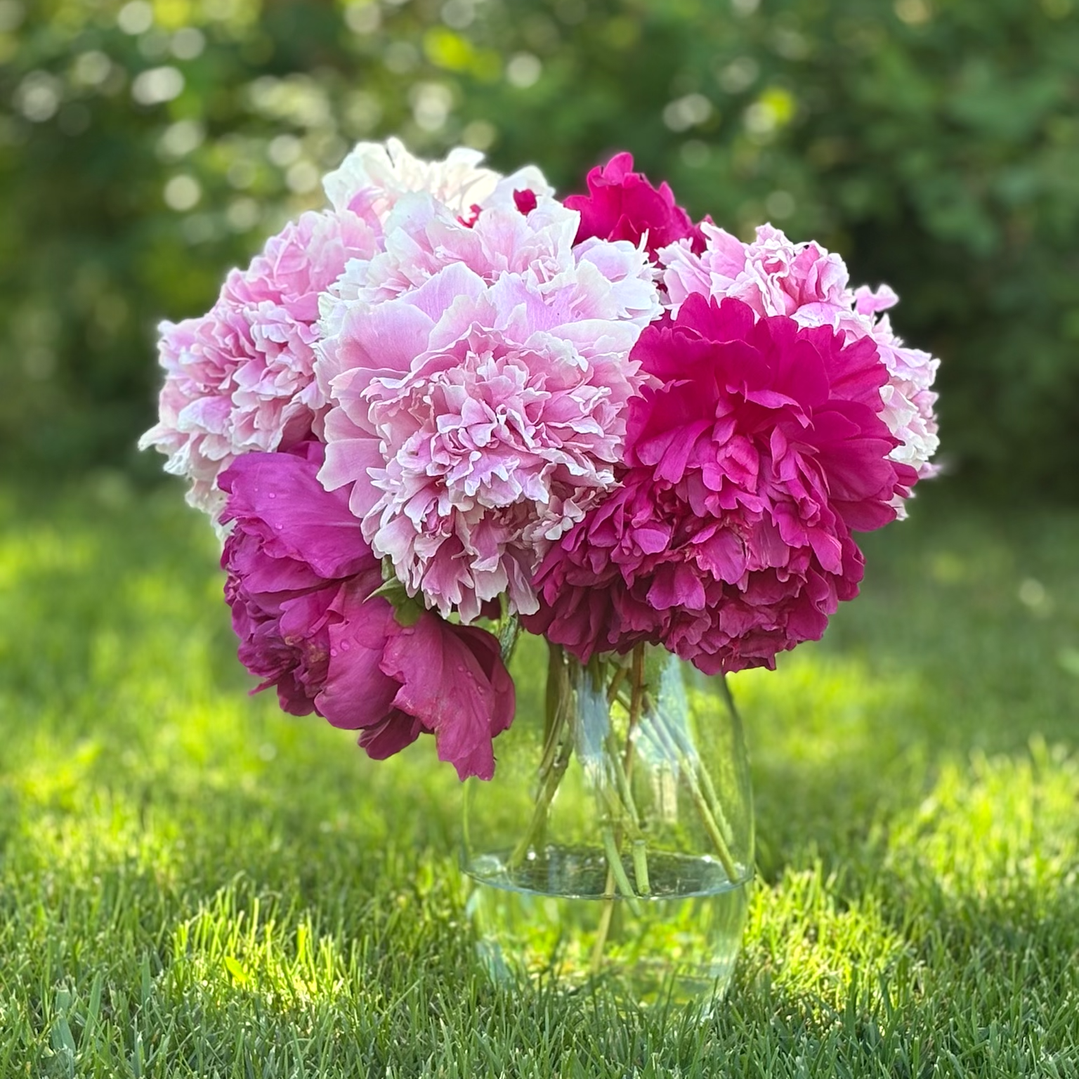 two difference shades of pink peonies in a vase on the lawn from the side view