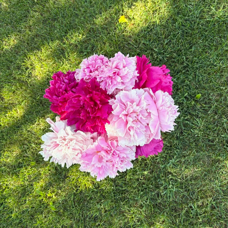 two difference shades of pink peonies in a vase on the lawn looking down from the top