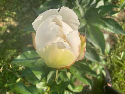 Tazón de crema
