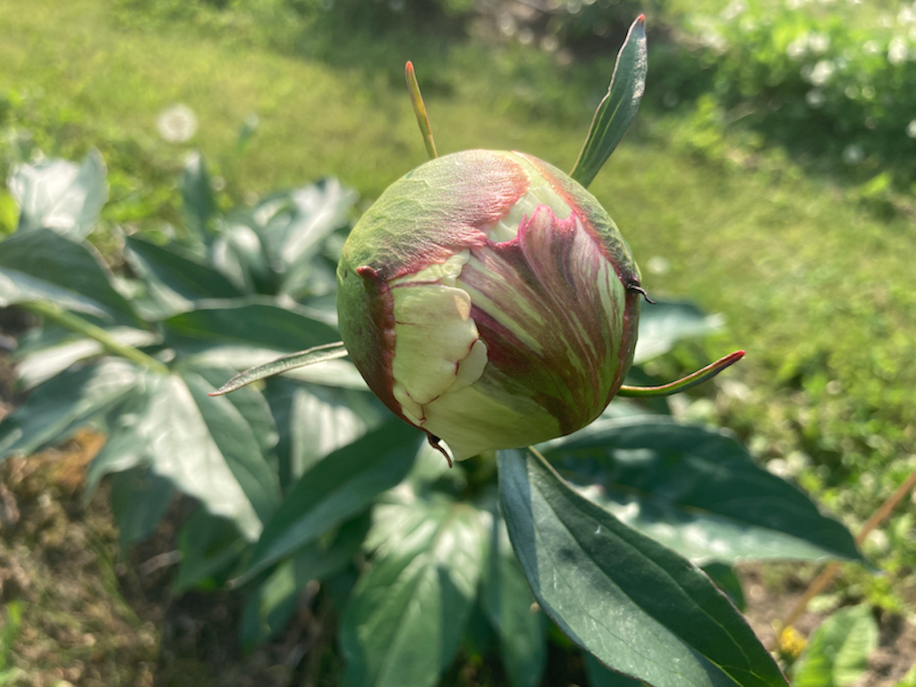 Tazón de crema