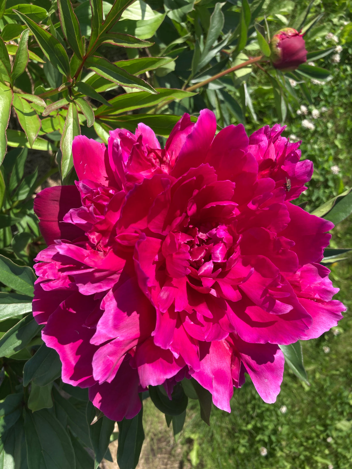 Shawnee Chief – North Pole Peonies