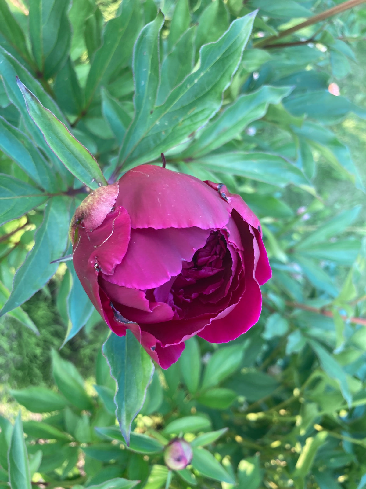 Shawnee Chief – North Pole Peonies